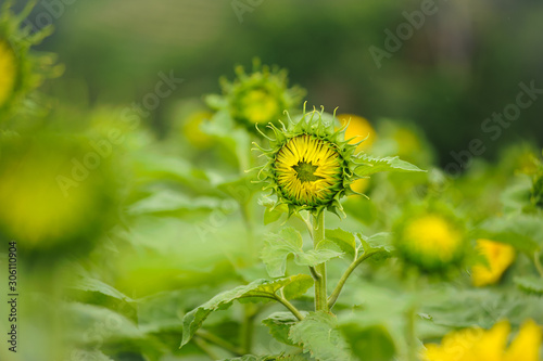 sunflower tree with head sunflower bud garden