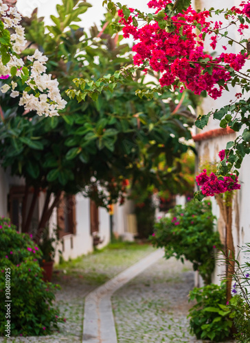 Red bell flower. Teos Kaleici streets. Streets of Sigacik decorated with flowers.