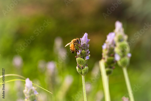 Bee looking for nectar in French lavender (Lavandula dentata).