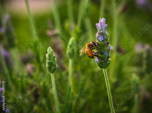 Bee looking for nectar in French lavender (Lavandula dentata).