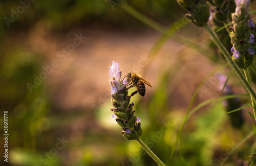 Bee looking for nectar in French lavender (Lavandula dentata). photo