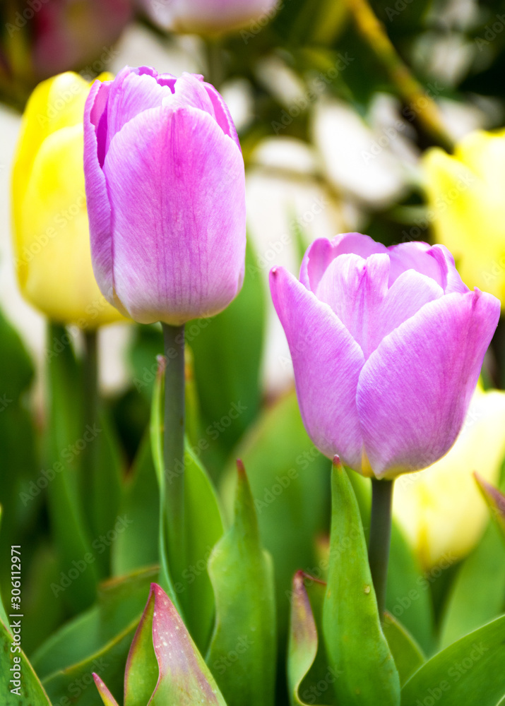 Fototapeta premium Closeup of pink tulips flowers with green leaves in the park. Beautiful spring blossom under sunlight in the garden and nature background at spring or summer season.