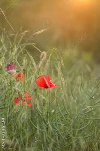 red poppies in the evening light