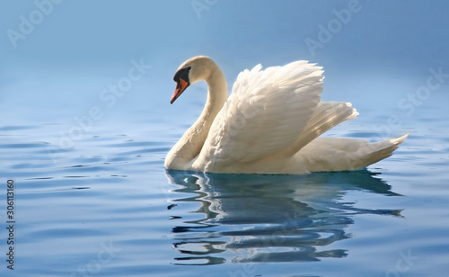 graceful swan gliding on a misty blue lake
