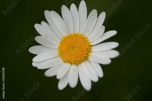 animaux et  fleurs