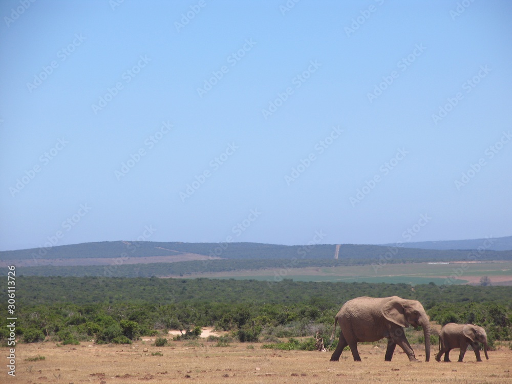 zwei Elefanten (Mutter und Baby) in der südafrikanischen Savanne mit blauem Himmel