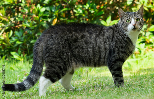 eine Hauskatze auf der Wiese