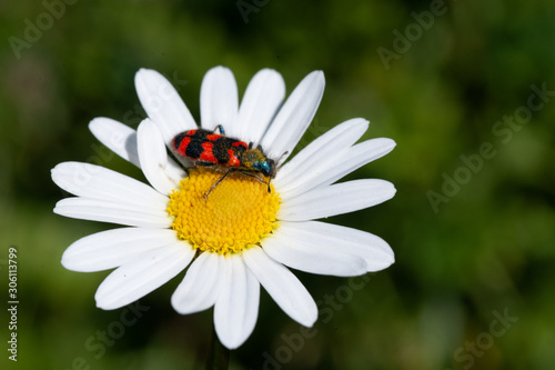 animaux et fleurs photo macro