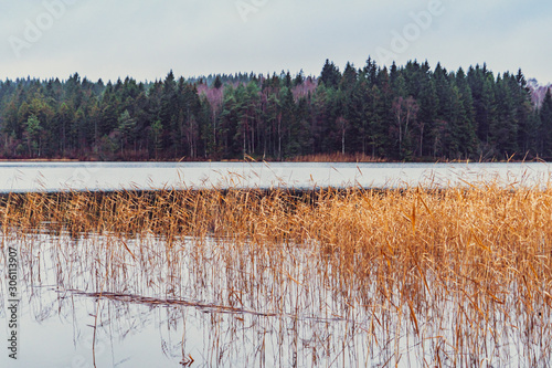 The yellowing reeds sway calmly in the rainy November weather, photo from Delsjön Härryda municipality
