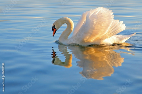 Fotografie, Obraz graceful swan looking at it's reflection