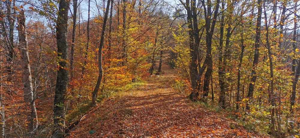 Obraz premium SONBAHAR 