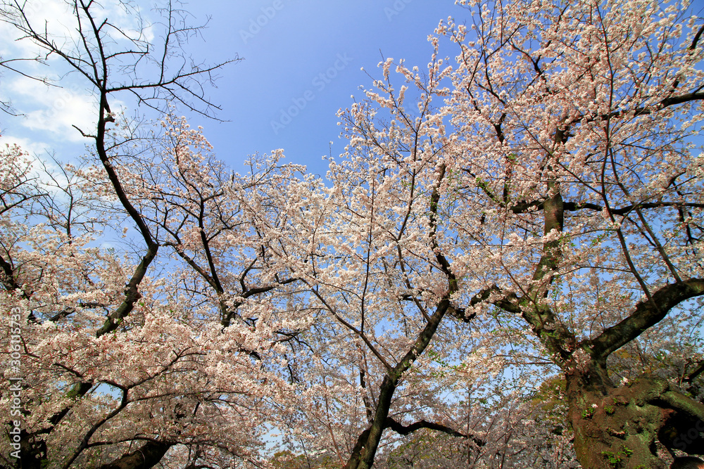 Cherry blossoms blooming in spring in Japan Cherry blossoms blooming in spring in Japan