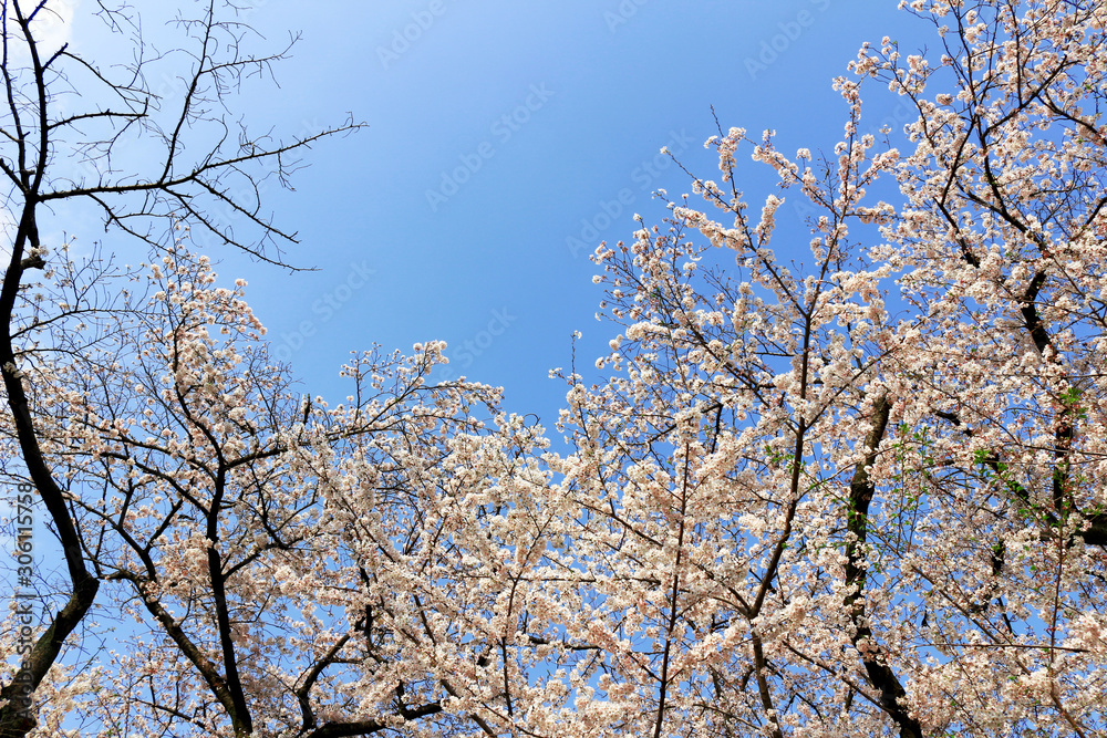 Cherry blossoms blooming in spring in Japan Cherry blossoms blooming in spring in Japan