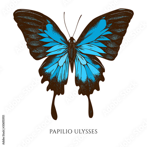 Vector set of hand drawn colored papilio ulysses photo