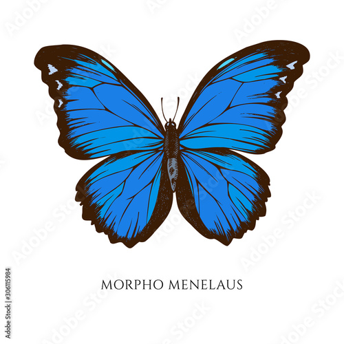 Vector set of hand drawn colored morpho menelaus