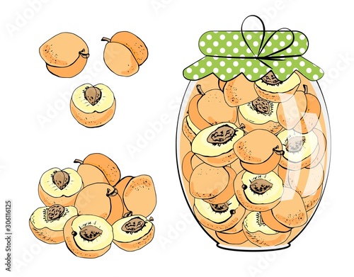 Fruit jam jar and peaches / apricots. Homemade food. Vector illustration, isolated on white.