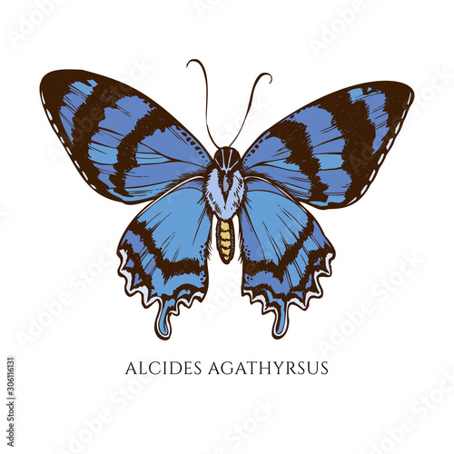 Vector set of hand drawn colored alcides agathyrsus