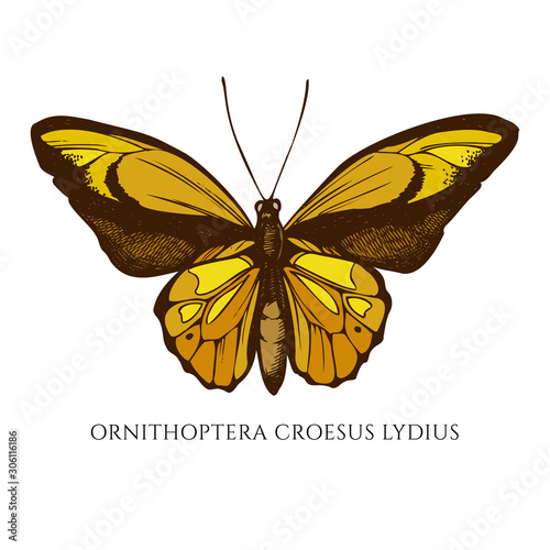 Vector set of hand drawn colored ornithoptera croesus lydius