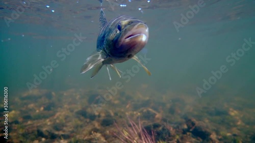 wild brown trout swimming in the river