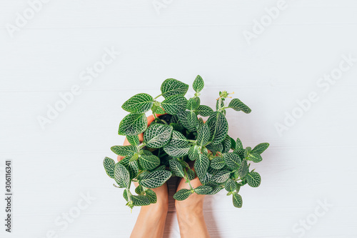 Fototapeta Naklejka Na Ścianę i Meble -  Green houseplant in pot in female hands