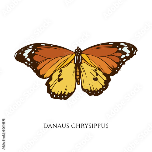 Vector set of hand drawn colored danaus chrysippus