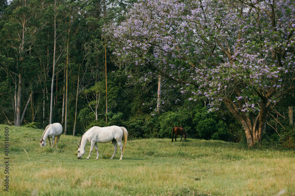 horse in the field horse in the field