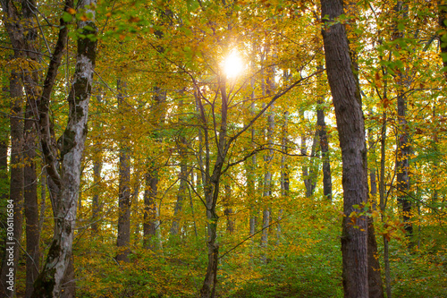 Yellow green autumn forest
