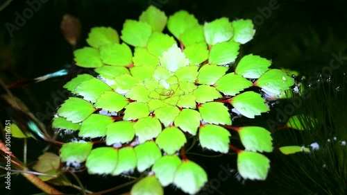 Water chestnut or Water caltrops or False loose strife or Horn Chestnut1 photo