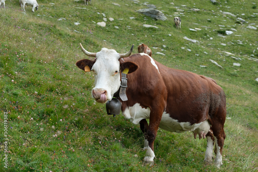 a white-brown-pecked cow with natural horns stands on a mountain meadow in the Italian Alps a white-brown-pecked cow with natural horns stands on a mountain meadow in the Italian Alps
