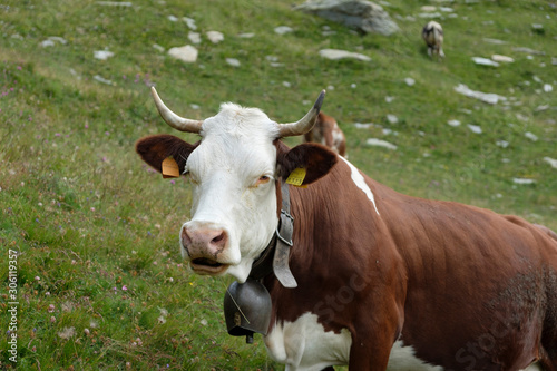 a white-brown-pecked cow with natural horns stands on a mountain meadow in the Italian Alps © JoergSteber