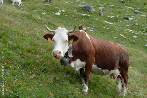 a white-brown-pecked cow with natural horns stands on a mountain meadow in the Italian Alps