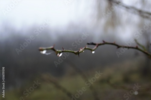  rosehip branch with frozen drops