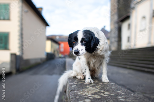 An abandoned dog standing on a wall in a city