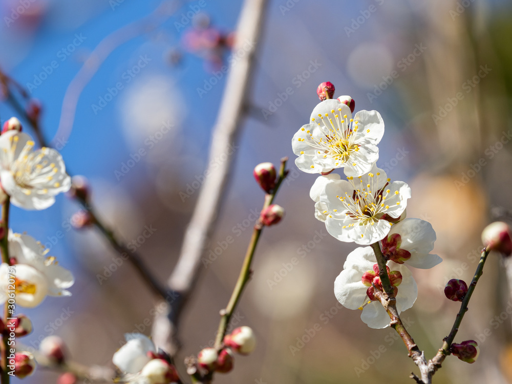 Japanese plum blossoms are fully bloomed. Japanese plum blossoms are fully bloomed.