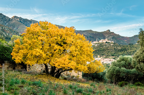 Yellow autumn foliage of Montpellier Maple in Corsica photo