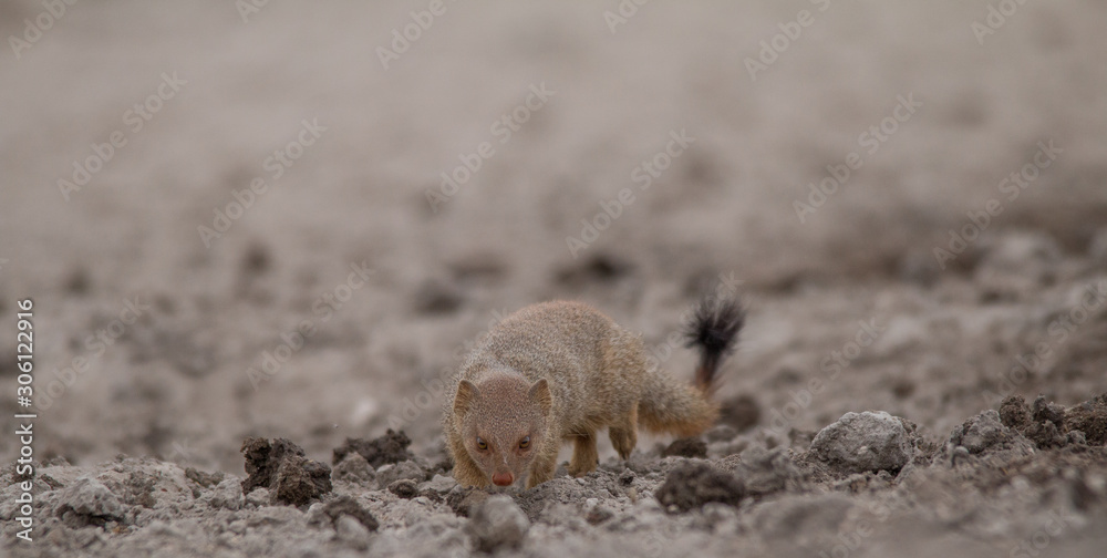 Slender mongoose on the ground, Etosha national park, Namibia, Africa Slender mongoose on the ground, Etosha national park, Namibia, Africa