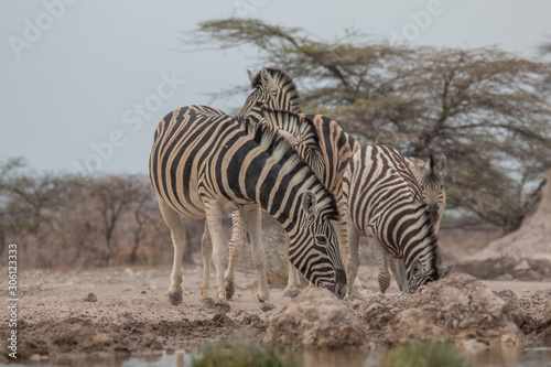 Burchells Zebras at the waterhole  Etosha national park  Namibia  Africa