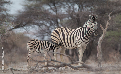 Burchells Zebras at the waterhole  Etosha national park  Namibia  Africa