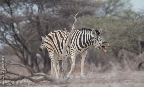 Burchells Zebras at the waterhole  Etosha national park  Namibia  Africa