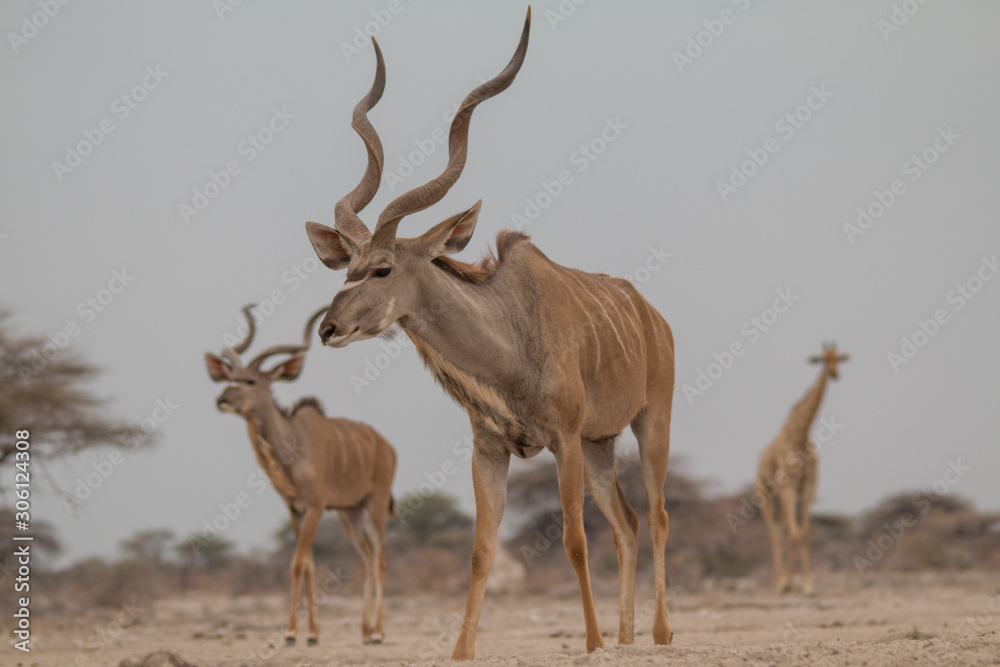 Greater Kudus at the waterhole, Etosha national park, Namibia, Africa Greater Kudus at the waterhole, Etosha national park, Namibia, Africa