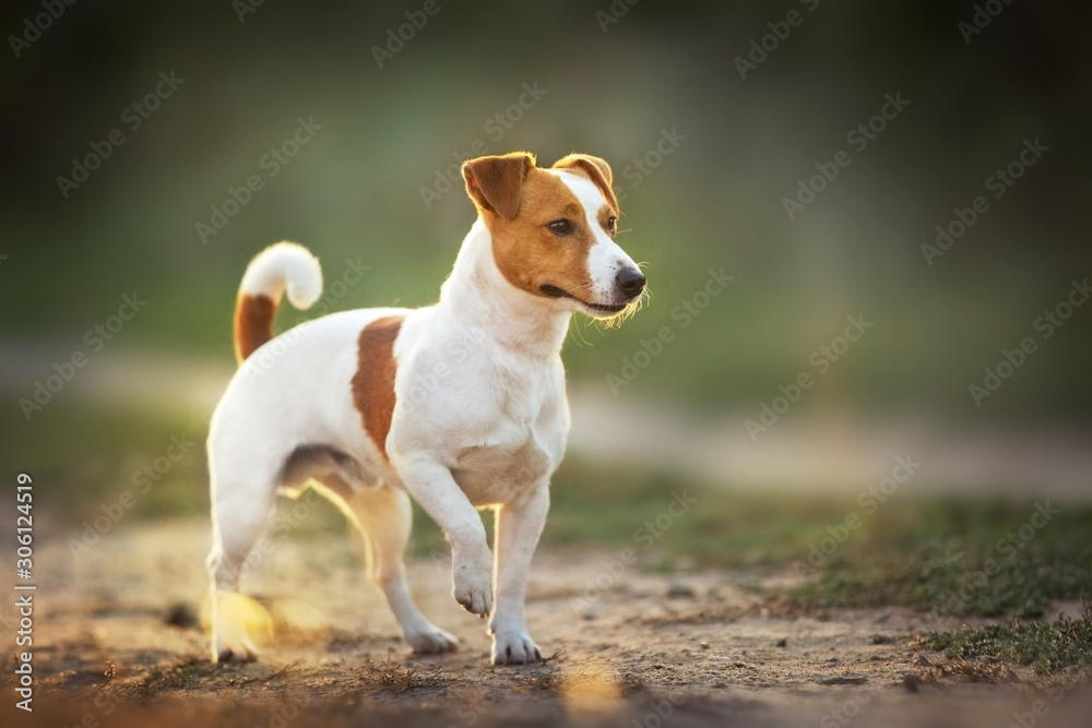 Jack russel terrier standing in sunlight