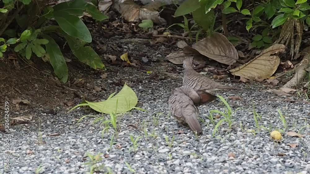 Thai Dove walking and picking some food from the garden. Thai Dove walking and picking some food from the garden.