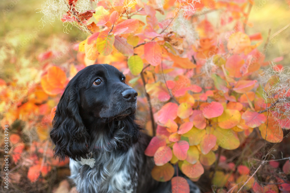 Russian spaniel close up portrait in autumn leaves