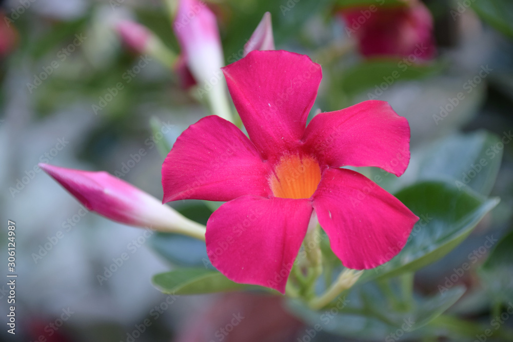 red flower of mandevilla or rocktrumpet