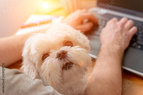 Working with dog at home photo