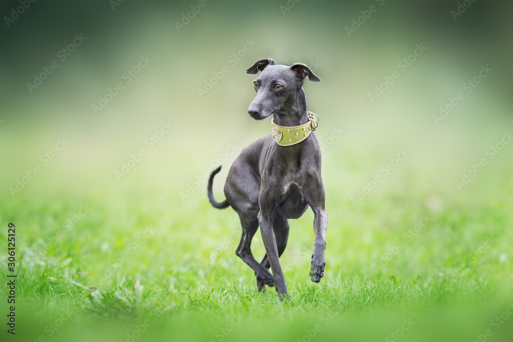 Italian greyhound on green grass