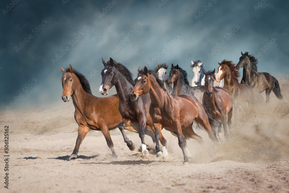Horse herd run free on desert dust against storm sky Horse herd run free on desert dust against storm sky