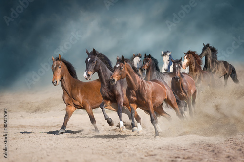 Fototapeta Naklejka Na Ścianę i Meble -  Horse herd run free on desert dust against storm sky