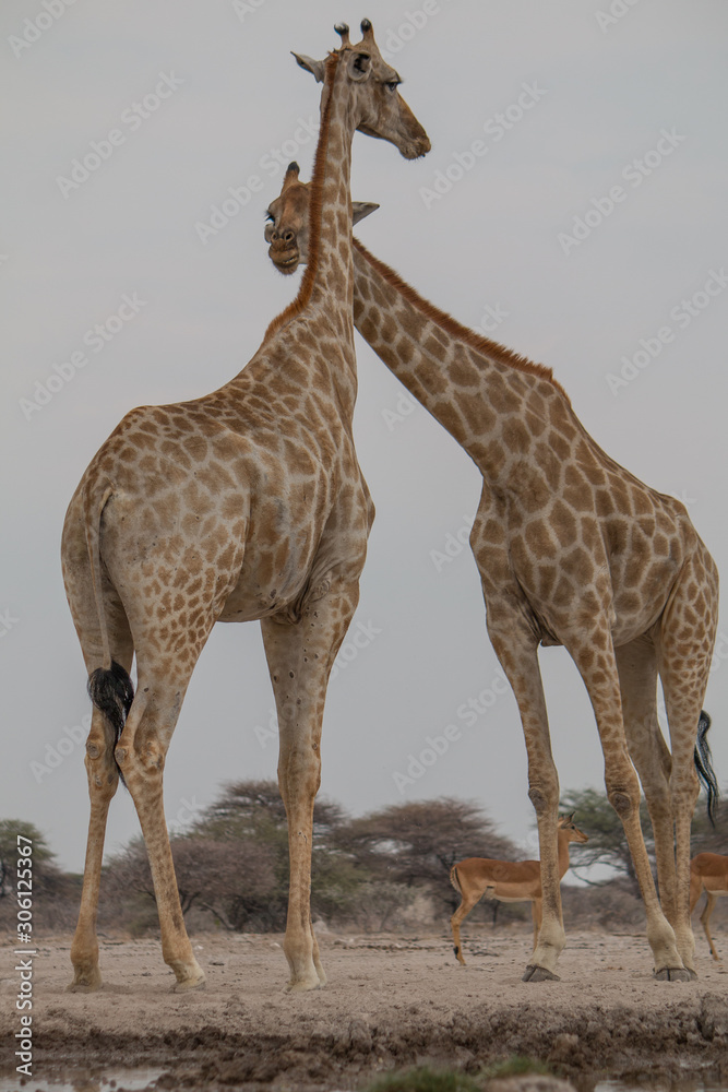 Obraz premium Giraffe at the waterhole, Etosha national park, Namibia, Africa