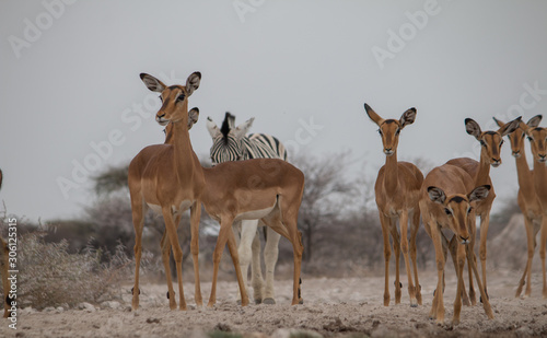 Impalas in the savanna, Chobe river, Botswana, Africa